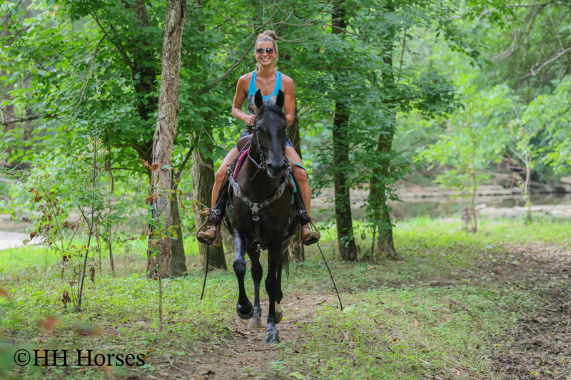 ATTRACTIVE REGISTERED BLACK MORGAN MARE, RIDES AND DRIVES, FANCY MOVING, EXPERIENCED DRIVING HORSE