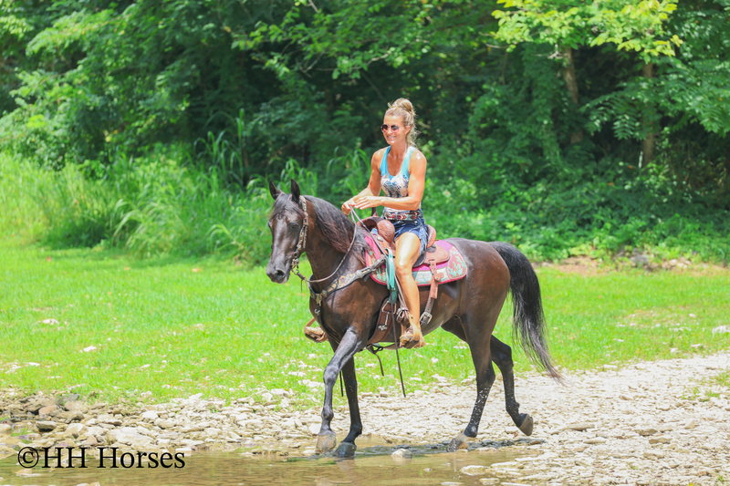 ATTRACTIVE REGISTERED BLACK MORGAN MARE, RIDES AND DRIVES, FANCY MOVING, EXPERIENCED DRIVING HORSE