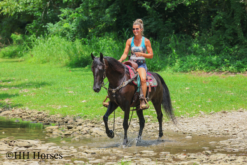 ATTRACTIVE REGISTERED BLACK MORGAN MARE, RIDES AND DRIVES, FANCY MOVING, EXPERIENCED DRIVING HORSE