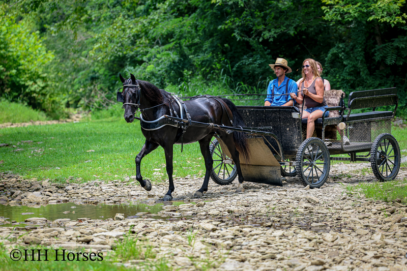 ATTRACTIVE REGISTERED BLACK MORGAN MARE, RIDES AND DRIVES, FANCY MOVING, EXPERIENCED DRIVING HORSE