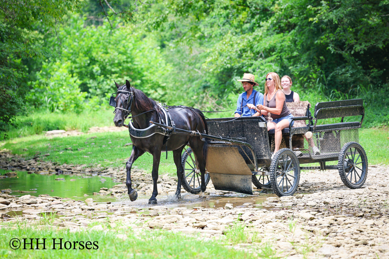ATTRACTIVE REGISTERED BLACK MORGAN MARE, RIDES AND DRIVES, FANCY MOVING, EXPERIENCED DRIVING HORSE
