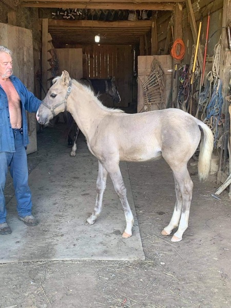 Well Bred Gorgeous Silver Grulla Colt 