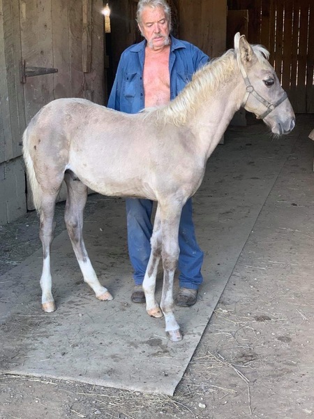 Well Bred Gorgeous Silver Grulla Colt 