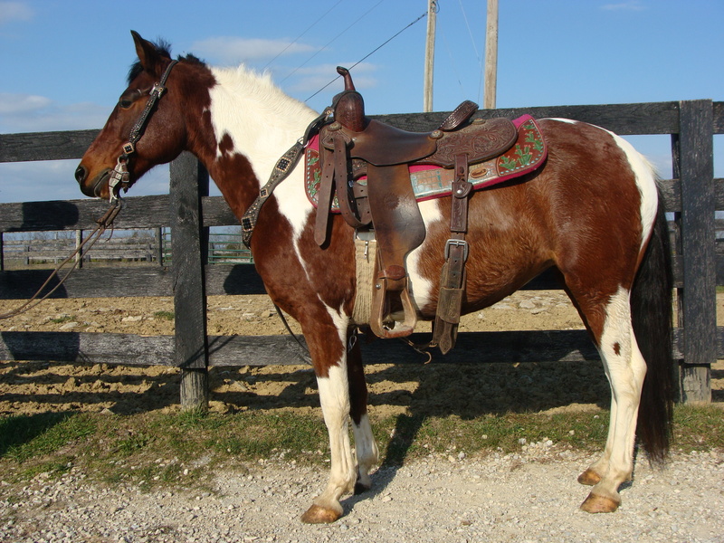 BEGINNER SAFE BAY & WHITE TOBIANO PAINT PONY, RODE BY BEGINNERS For
