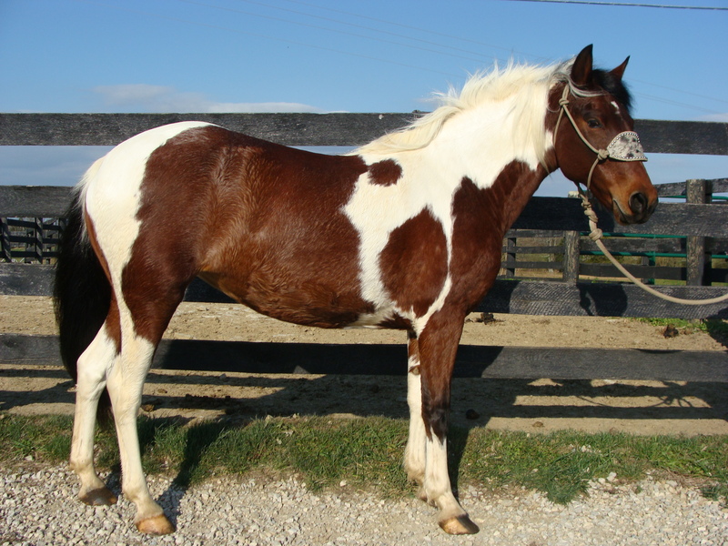 BEGINNER SAFE BAY & WHITE TOBIANO PAINT PONY, RODE BY BEGINNERS For