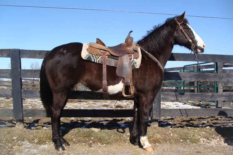 FLASHY BLACK & WHITE OVERO PAINT MARE, GENTLE AND EASY TO RIDE, PRETTY