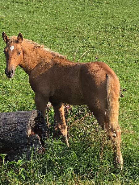 Handsome Red Chocolate Weanling 