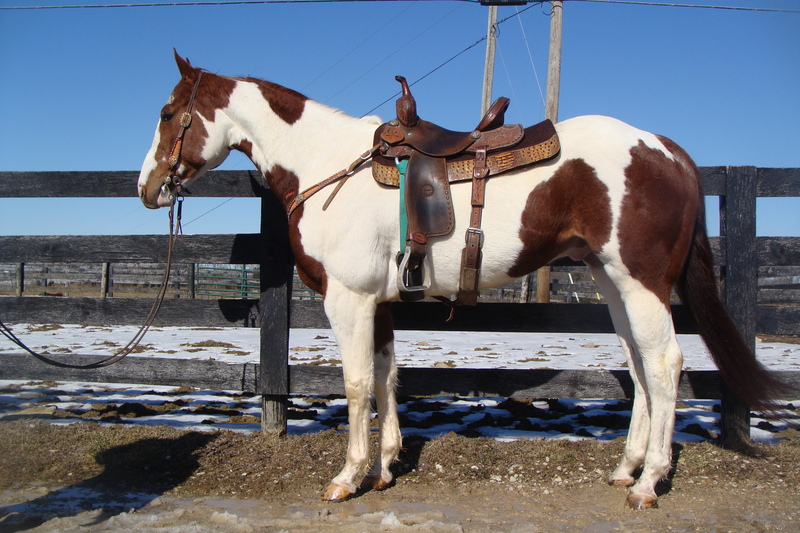 Paint Horses for Sale H&R Horses, Hillsboro Paint Horses for Sale H&R Horses, Hillsboro
