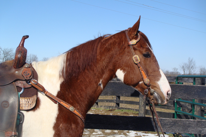 BIG FLASHY SORREL & WHITE TOBIANO PAINT GELDING, VERY WELL BRED, MR JESS PERRY GRANDSON For Sale BIG FLASHY SORREL & WHITE TOBIANO PAINT GELDING, VERY WELL BRED, MR JESS PERRY GRANDSON For Sale