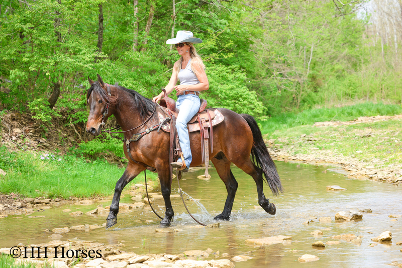 ATTRACTIVE, FANCY, UNIQUE FRIESIAN QUARTER PONY CROSSBRED GELDING, RIDES AND DRIVES, LOTS OF STAMINA