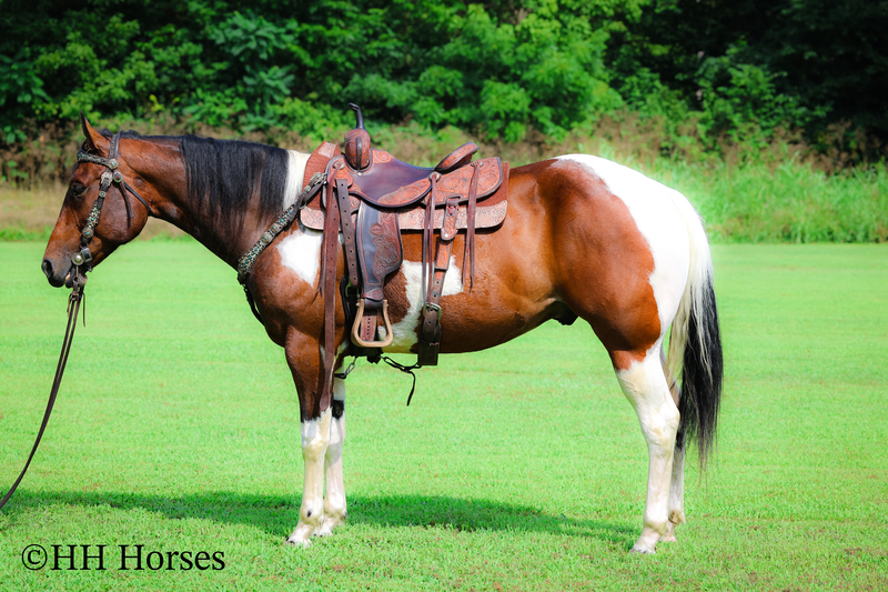 BIG STOUT MADE APHA REGISTERED BAY AND WHITE TOBIANO PAINT GELDING, TRAIL RIDES, GENTLE 