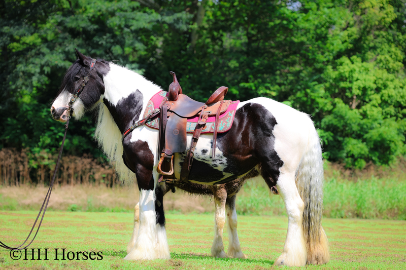 【中古】 2 Horses DavidsonHartKingsbery Available Horses For Sale |