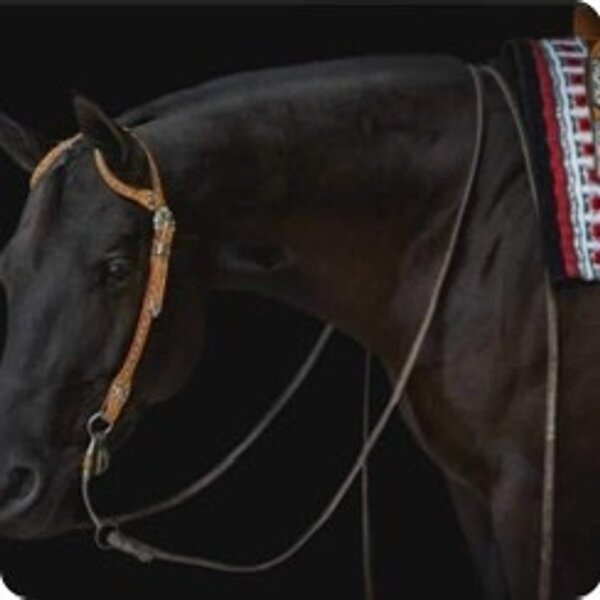 5 YEAR OLD 16 HAND BLACK GELDING +++VIDEO+++