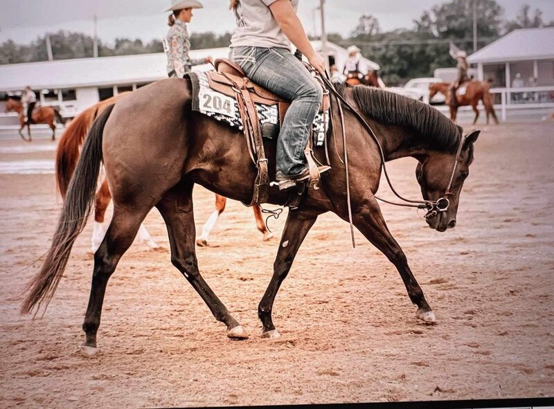 5 YEAR OLD 16 HAND BLACK GELDING +++VIDEO+++