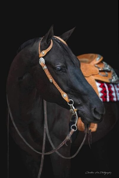 5 YEAR OLD 16 HAND BLACK GELDING +++VIDEO+++