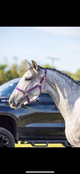 Majestad RDL Triple registered ANCCE Approve Mare under saddle