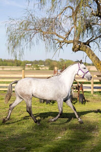 Majestad RDL Triple registered ANCCE Approve Mare under saddle