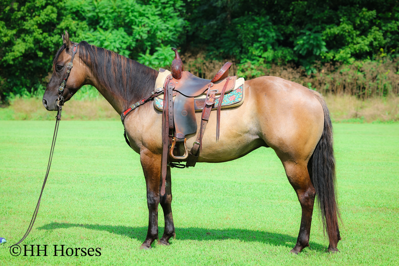 Available Horses For Sale |