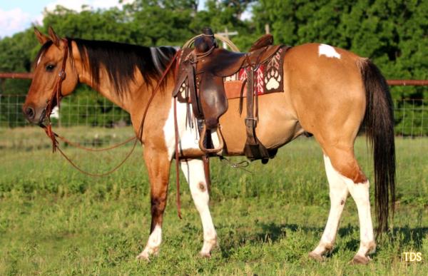14 HAND 15 YEAR OLD BUCKSKIN PAINT
