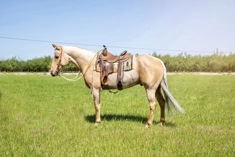 7 YEAR OLD 15.3 HAND PALOMINO GELDING ***VIDEO***