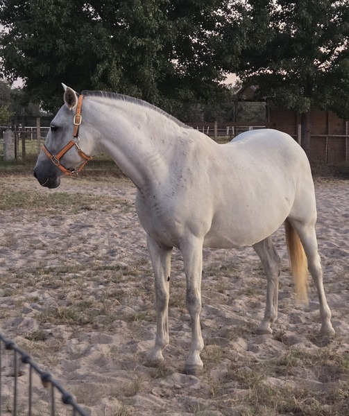 ANCCE approved Nat'l Ch, Gold Medal Movement Mare
