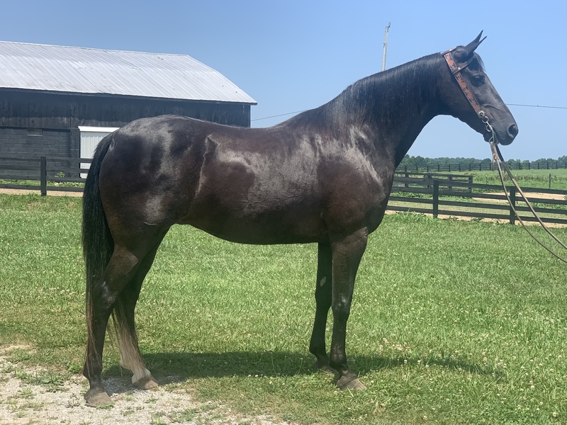 Gorgeous, Thick made, Trail Horse 