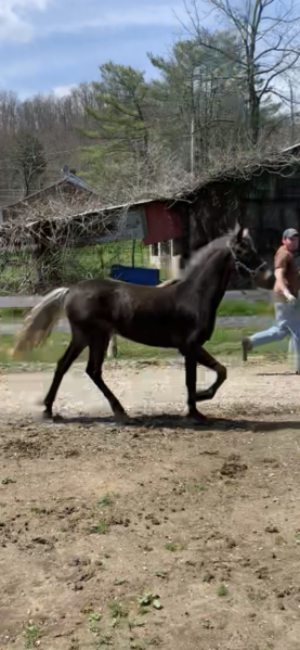 Exceptional Well Gaited Chocolate Filly 