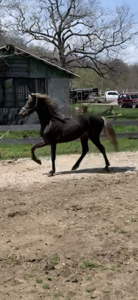 Exceptional Well Gaited Chocolate Filly 