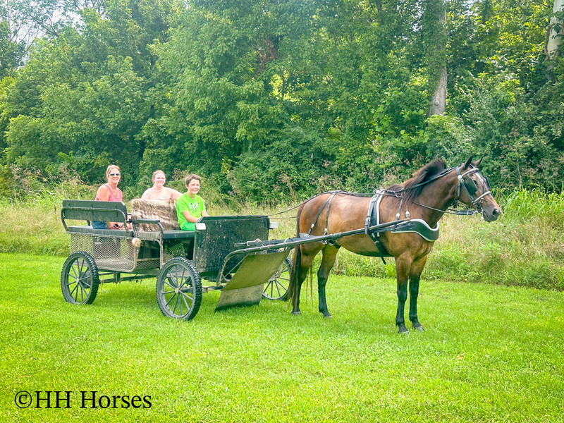 BEGINNER, YOUTH, AND NOVICE FRIENDLY SMOOTH CHOCOLATE ROCKY MOUNTAIN MORGAN CROSSBRED GELDING, RIDES AND DRIVES, GENTLE