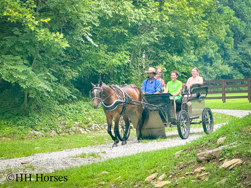BEGINNER, YOUTH, AND NOVICE FRIENDLY SMOOTH CHOCOLATE ROCKY MOUNTAIN MORGAN CROSSBRED GELDING, RIDES AND DRIVES, GENTLE