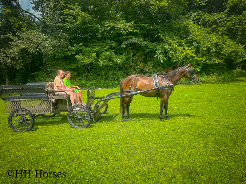 BEGINNER, YOUTH, AND NOVICE FRIENDLY SMOOTH CHOCOLATE ROCKY MOUNTAIN MORGAN CROSSBRED GELDING, RIDES AND DRIVES, GENTLE
