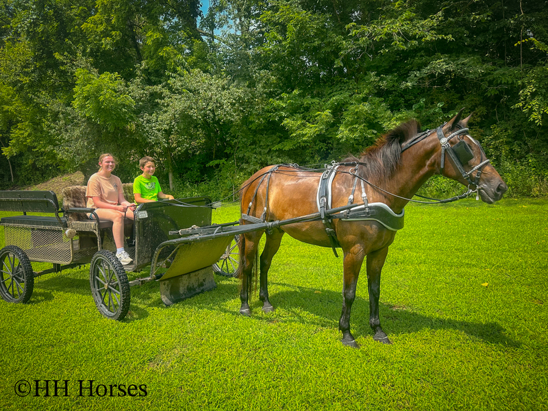 BEGINNER, YOUTH, AND NOVICE FRIENDLY SMOOTH CHOCOLATE ROCKY MOUNTAIN MORGAN CROSSBRED GELDING, RIDES AND DRIVES, GENTLE