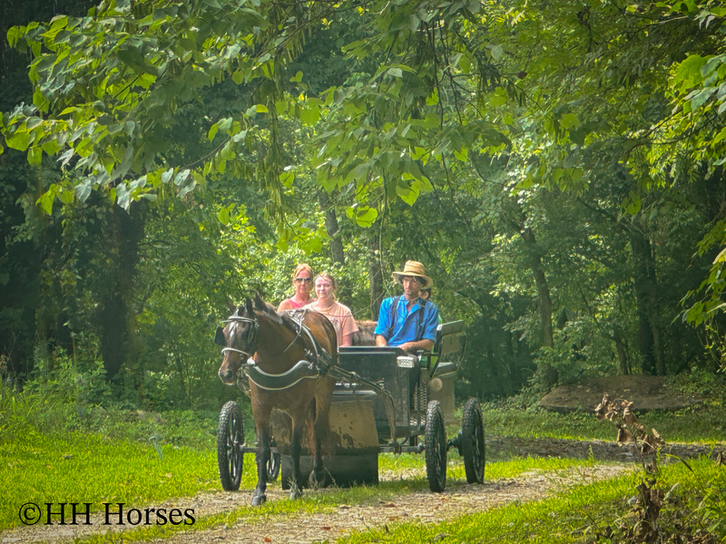 BEGINNER, YOUTH, AND NOVICE FRIENDLY SMOOTH CHOCOLATE ROCKY MOUNTAIN MORGAN CROSSBRED GELDING, RIDES AND DRIVES, GENTLE