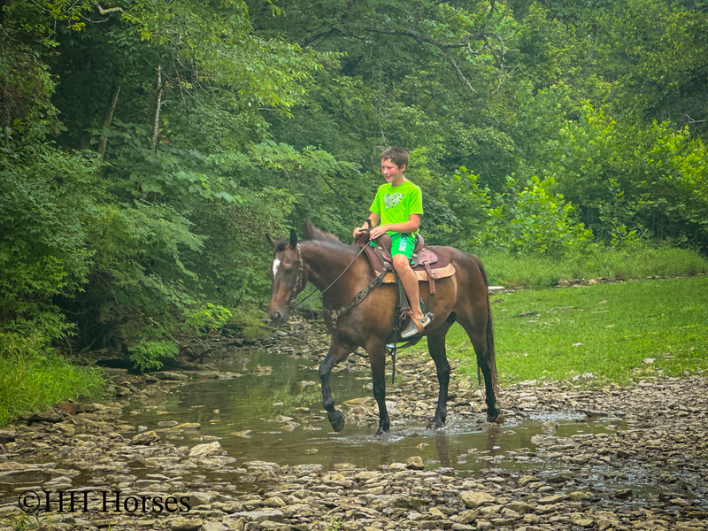 BEGINNER, YOUTH, AND NOVICE FRIENDLY SMOOTH CHOCOLATE ROCKY MOUNTAIN MORGAN CROSSBRED GELDING, RIDES AND DRIVES, GENTLE