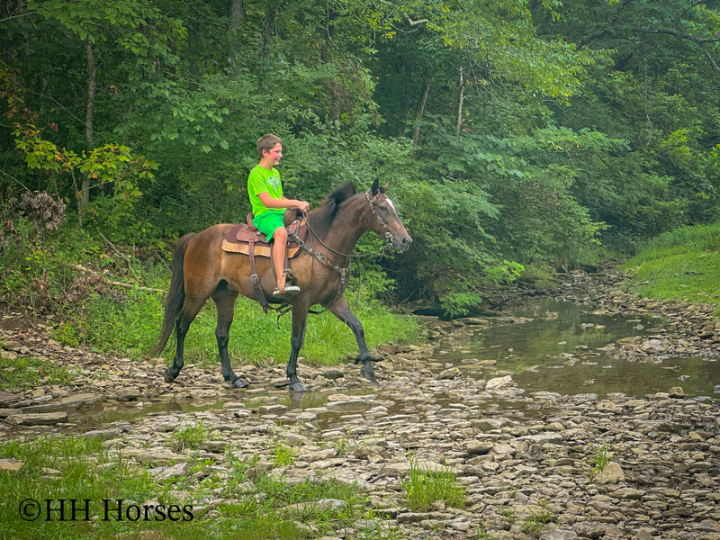 BEGINNER, YOUTH, AND NOVICE FRIENDLY SMOOTH CHOCOLATE ROCKY MOUNTAIN MORGAN CROSSBRED GELDING, RIDES AND DRIVES, GENTLE