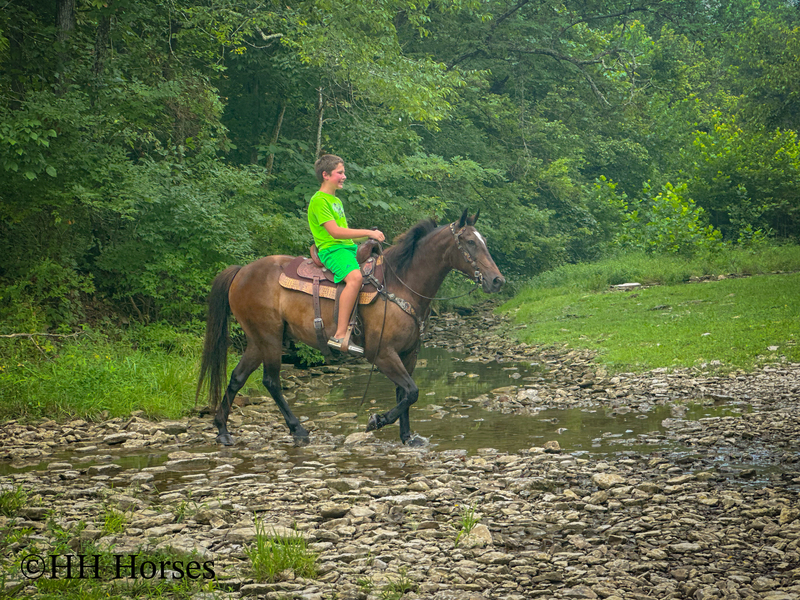 BEGINNER, YOUTH, AND NOVICE FRIENDLY SMOOTH CHOCOLATE ROCKY MOUNTAIN MORGAN CROSSBRED GELDING, RIDES AND DRIVES, GENTLE