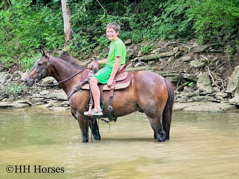 BEGINNER, YOUTH, AND NOVICE FRIENDLY SMOOTH CHOCOLATE ROCKY MOUNTAIN MORGAN CROSSBRED GELDING, RIDES AND DRIVES, GENTLE