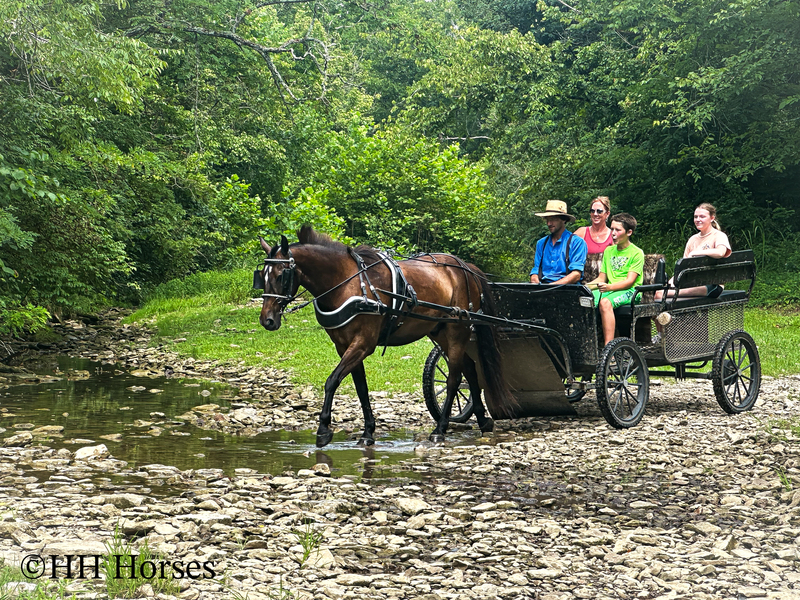 BEGINNER, YOUTH, AND NOVICE FRIENDLY SMOOTH CHOCOLATE ROCKY MOUNTAIN MORGAN CROSSBRED GELDING, RIDES AND DRIVES, GENTLE