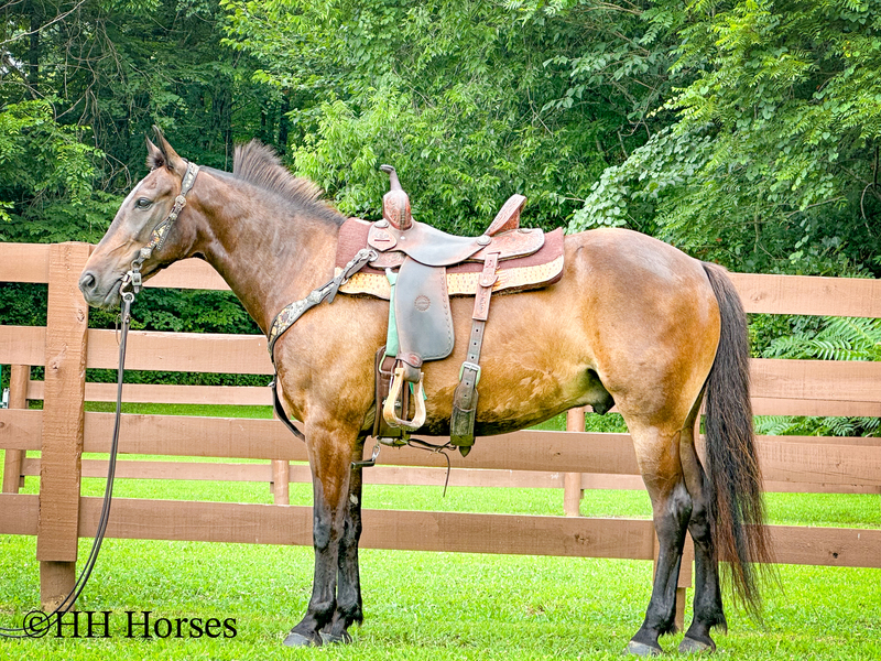 Horse for sale in Hillsboro |