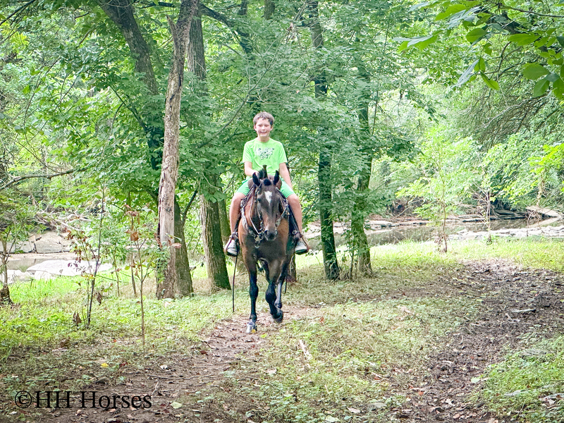 BEGINNER, YOUTH, AND NOVICE FRIENDLY SMOOTH CHOCOLATE ROCKY MOUNTAIN MORGAN CROSSBRED GELDING, RIDES AND DRIVES, GENTLE
