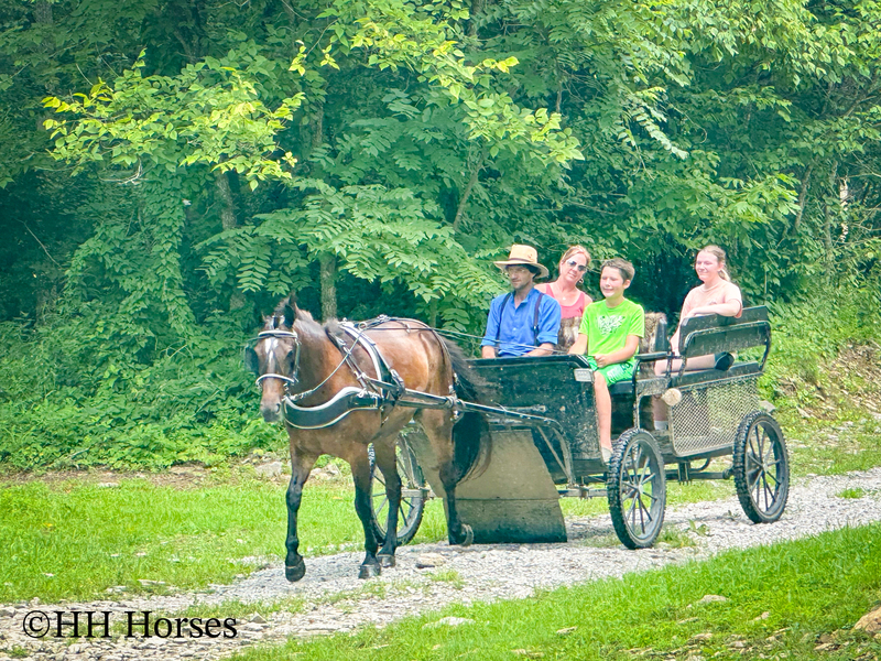 BEGINNER, YOUTH, AND NOVICE FRIENDLY SMOOTH CHOCOLATE ROCKY MOUNTAIN MORGAN CROSSBRED GELDING, RIDES AND DRIVES, GENTLE