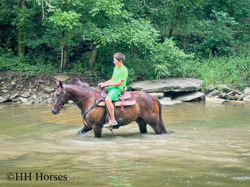 BEGINNER, YOUTH, AND NOVICE FRIENDLY SMOOTH CHOCOLATE ROCKY MOUNTAIN MORGAN CROSSBRED GELDING, RIDES AND DRIVES, GENTLE