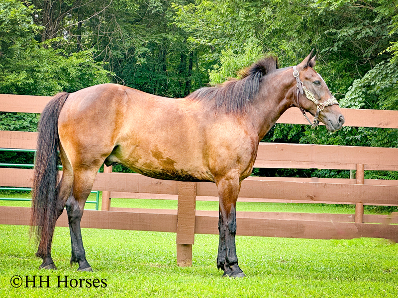 BEGINNER, YOUTH, AND NOVICE FRIENDLY SMOOTH CHOCOLATE ROCKY MOUNTAIN MORGAN CROSSBRED GELDING, RIDES AND DRIVES, GENTLE