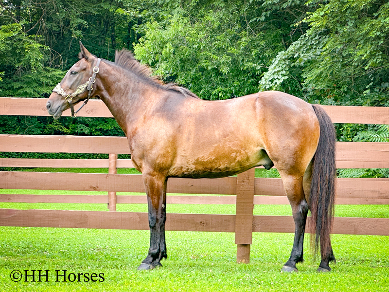 BEGINNER, YOUTH, AND NOVICE FRIENDLY SMOOTH CHOCOLATE ROCKY MOUNTAIN MORGAN CROSSBRED GELDING, RIDES AND DRIVES, GENTLE