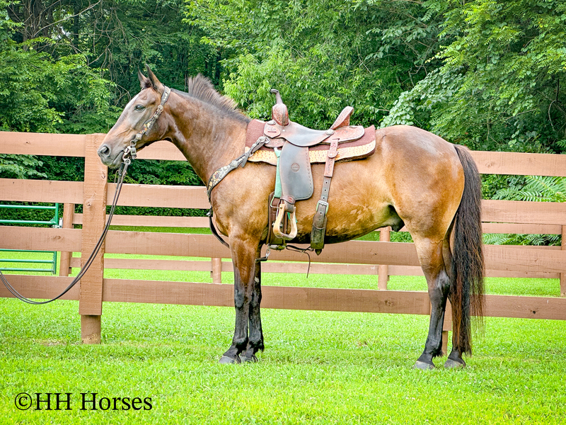 BEGINNER, YOUTH, AND NOVICE FRIENDLY SMOOTH CHOCOLATE ROCKY MOUNTAIN MORGAN CROSSBRED GELDING, RIDES AND DRIVES, GENTLE