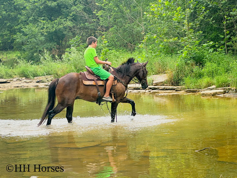 BEGINNER, YOUTH, AND NOVICE FRIENDLY SMOOTH CHOCOLATE ROCKY MOUNTAIN MORGAN CROSSBRED GELDING, RIDES AND DRIVES, GENTLE