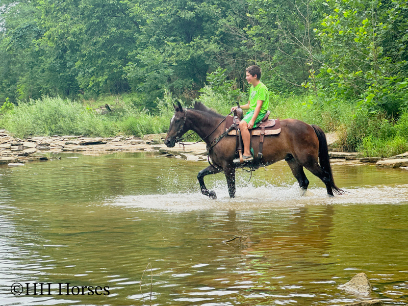 BEGINNER, YOUTH, AND NOVICE FRIENDLY SMOOTH CHOCOLATE ROCKY MOUNTAIN MORGAN CROSSBRED GELDING, RIDES AND DRIVES, GENTLE