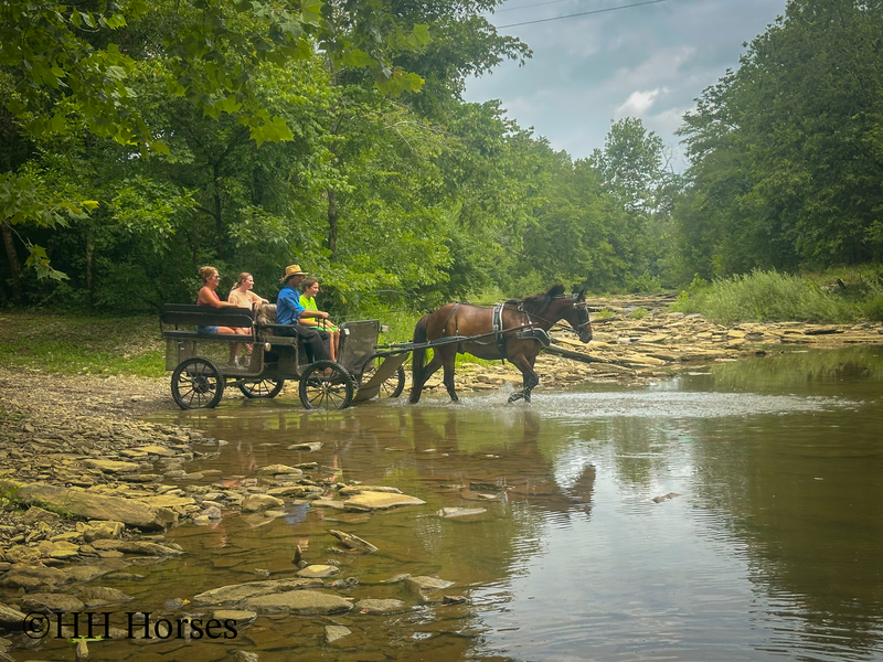 BEGINNER, YOUTH, AND NOVICE FRIENDLY SMOOTH CHOCOLATE ROCKY MOUNTAIN MORGAN CROSSBRED GELDING, RIDES AND DRIVES, GENTLE