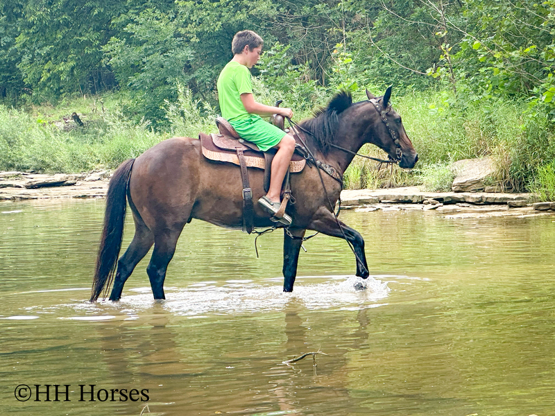 BEGINNER, YOUTH, AND NOVICE FRIENDLY SMOOTH CHOCOLATE ROCKY MOUNTAIN MORGAN CROSSBRED GELDING, RIDES AND DRIVES, GENTLE
