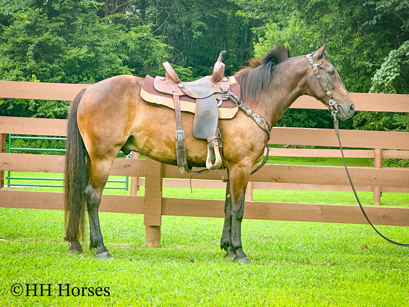 BEGINNER, YOUTH, AND NOVICE FRIENDLY SMOOTH CHOCOLATE ROCKY MOUNTAIN MORGAN CROSSBRED GELDING, RIDES AND DRIVES, GENTLE